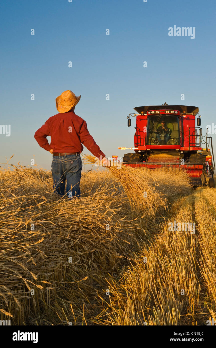 Choix de l'artiste : une moissonneuse-batteuse et les agriculteurs à travailler dans un champ de blé de printemps en andains près de Dugald (Manitoba) Banque D'Images