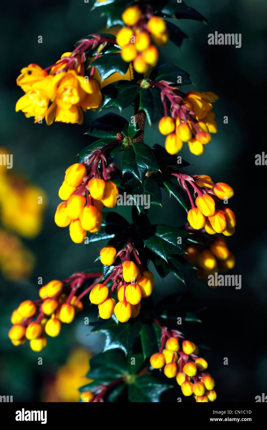 Berberis darwinii arbustes à feuilles persistantes de petits fruits petits fruits orange fleurs pétales plante épineuse épine-vinette portraits Banque D'Images
