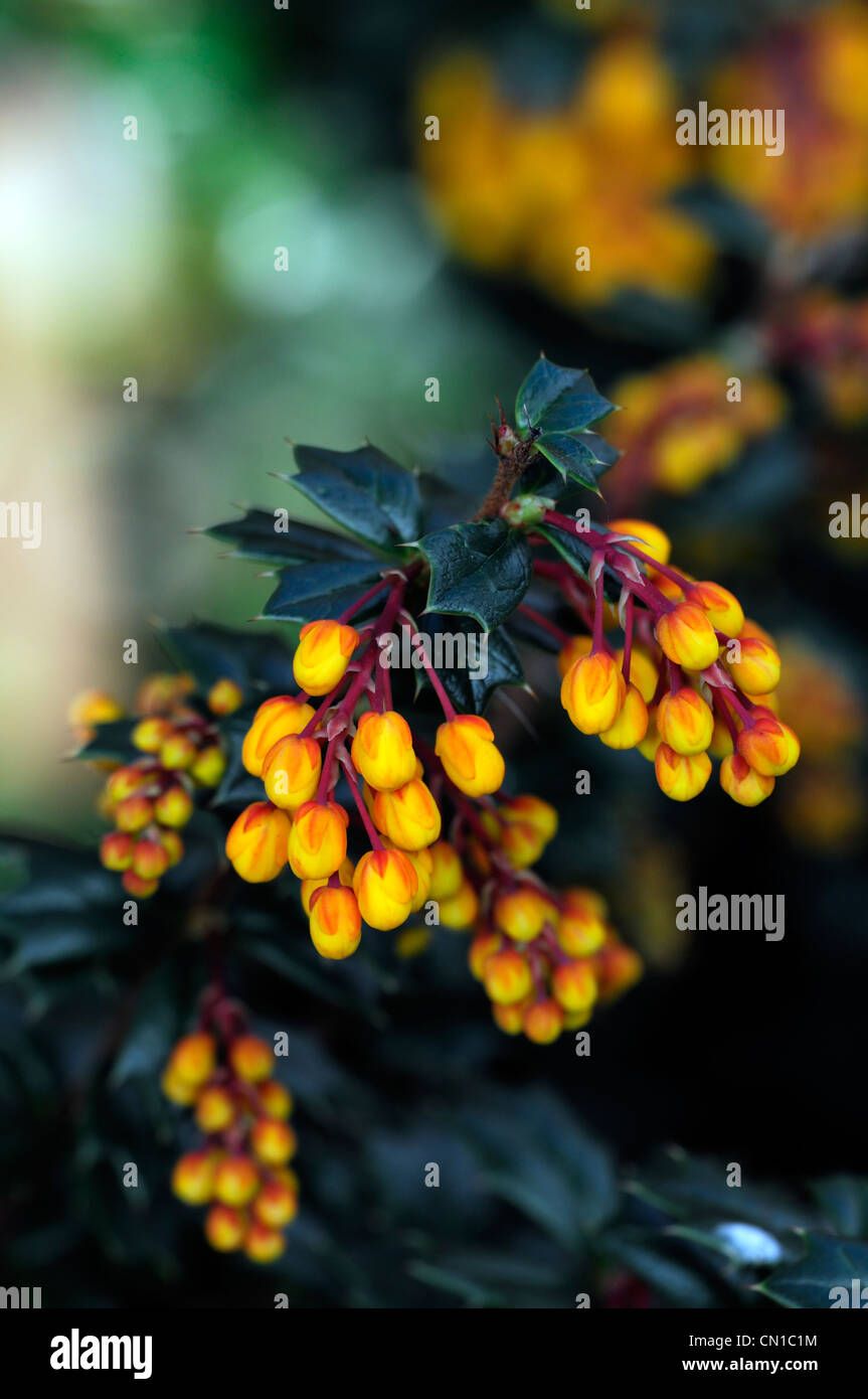 Berberis darwinii arbustes à feuilles persistantes de petits fruits petits fruits orange fleurs pétales plante épineuse épine-vinette portraits Banque D'Images