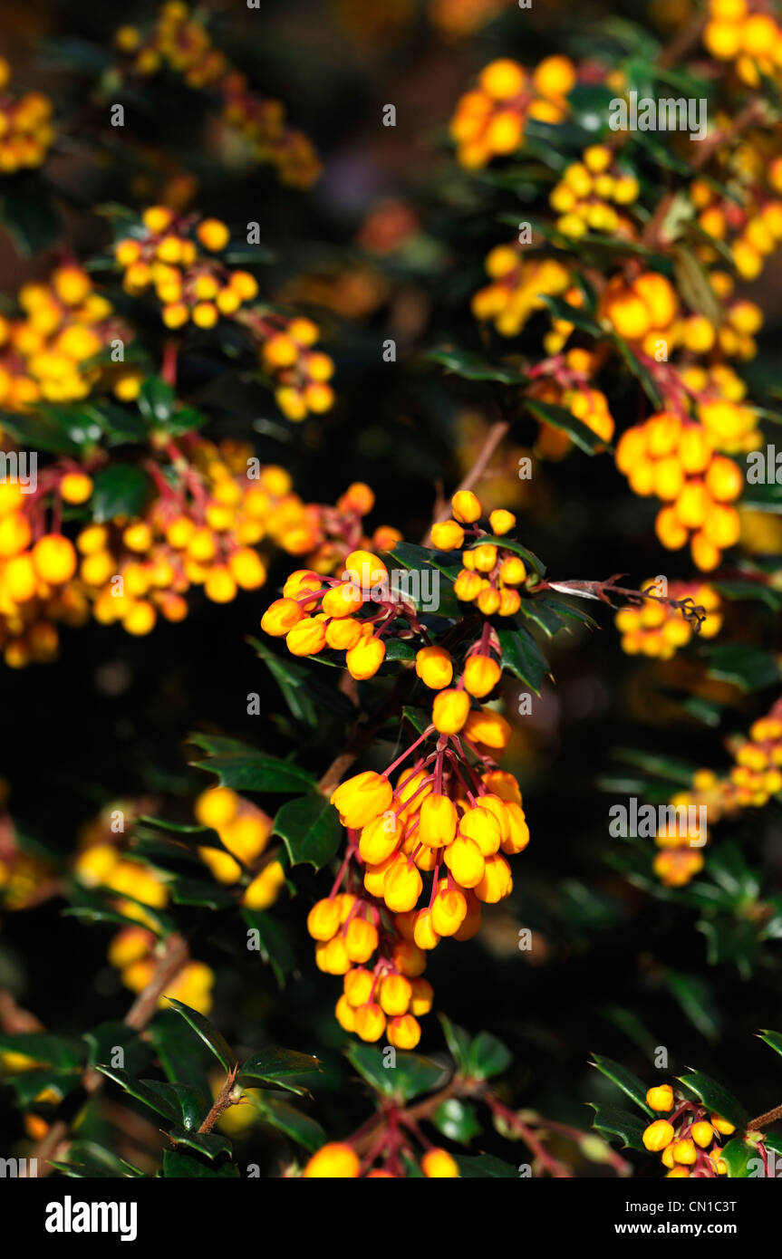 Berberis darwinii arbustes à feuilles persistantes de petits fruits petits fruits orange fleurs pétales plante épineuse épine-vinette portraits Banque D'Images