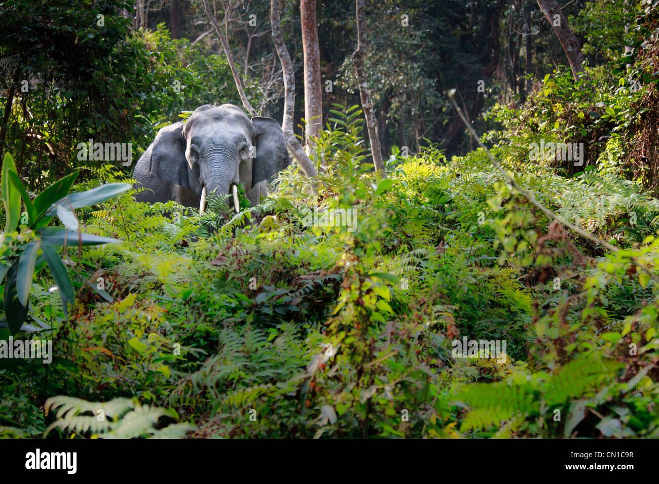 Les Indiens sauvages éléphant (Elephas maximus indicus) debout dans la forêt, de l'Assam, Inde Banque D'Images