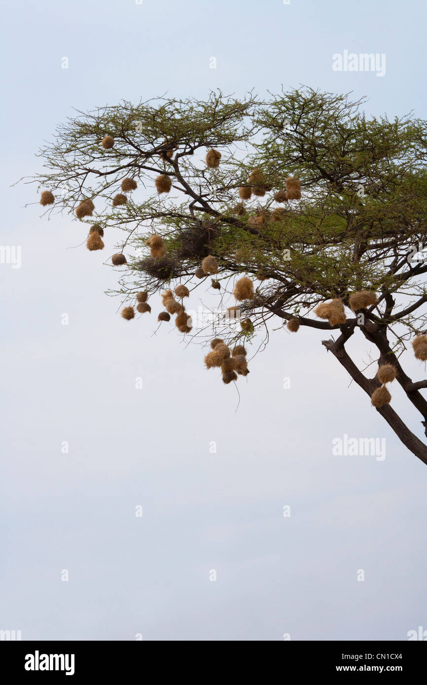 Nids d'oiseau sur l'arbre d'acacia, la réserve nationale de Samburu, Kenya Banque D'Images
