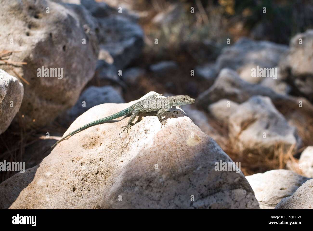 Petit lézard à bronzer sur un soleil d'été sur une plage sur l'île de Lastovo en Croatie. Sommer am strand in Kroatien. Banque D'Images