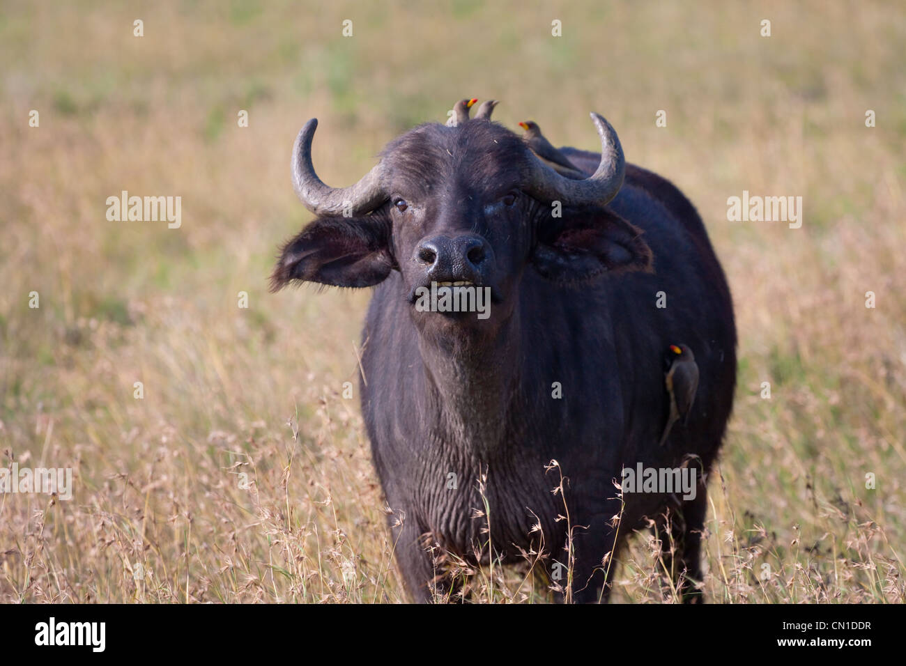 Buffle d'Afrique (Syncerus caffer), le Parc National du Mont Kenya, au Kenya Banque D'Images