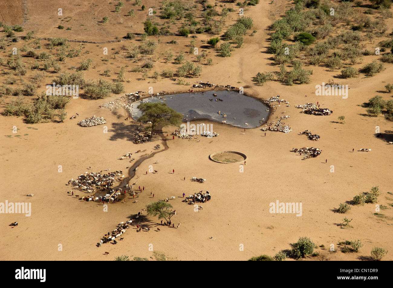 Le bétail Maasai à un étang, vue aérienne, Malambo, région d'Arusha, Tanzanie Banque D'Images