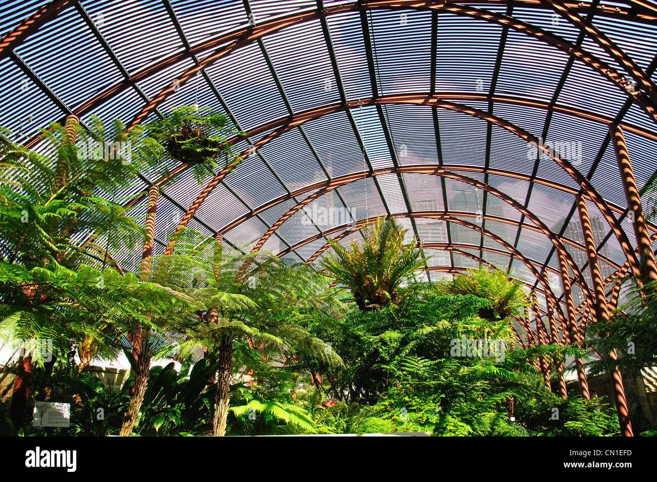 Fougères à l'intérieur de l'époque Victorienne Palm House, Sydney Fernery, Royal Botanical Gardens, Sydney, New South Wales, Australia Banque D'Images