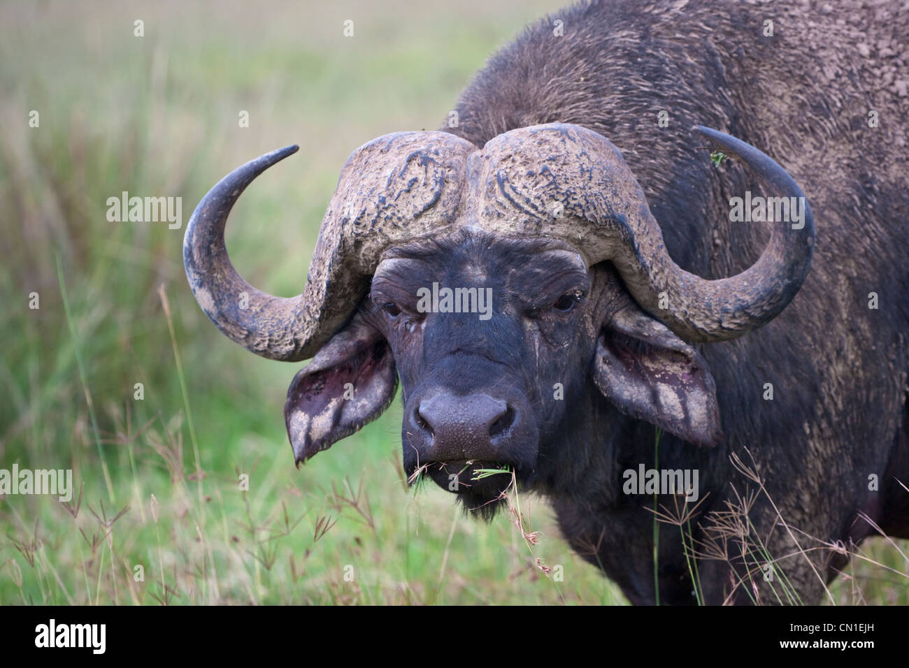 Buffle d'Afrique (Syncerus caffer) couverte de boue, Nakuru, Kenya Banque D'Images