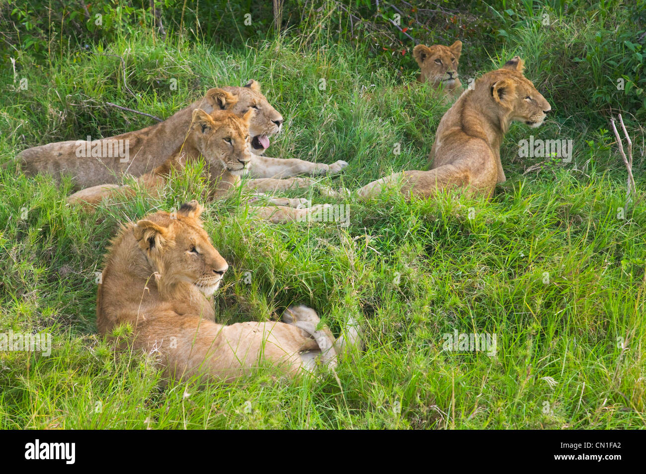 Les Lions à l'herbe, Masai Mara National Reserve, Kenya Banque D'Images