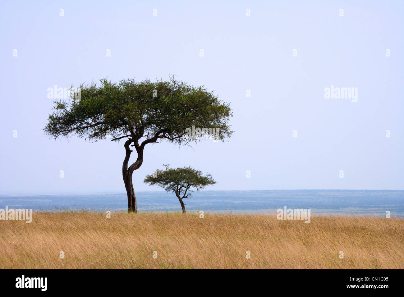 Acacia sur le savanah, Masai Mara National Reserve, Kenya Banque D'Images