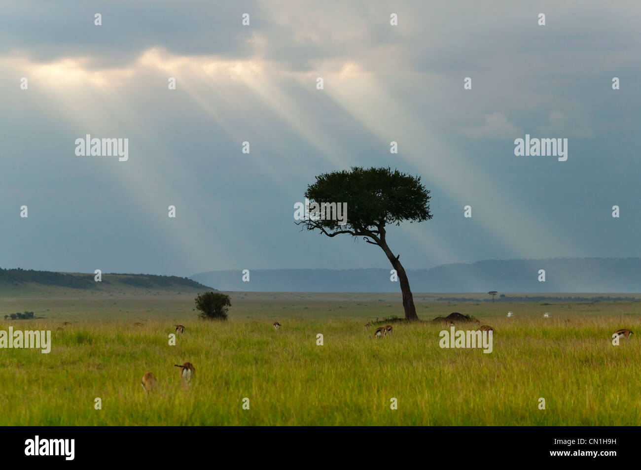 Paysage de savanah après orage, Masai Mara National Reserve, Kenya Banque D'Images