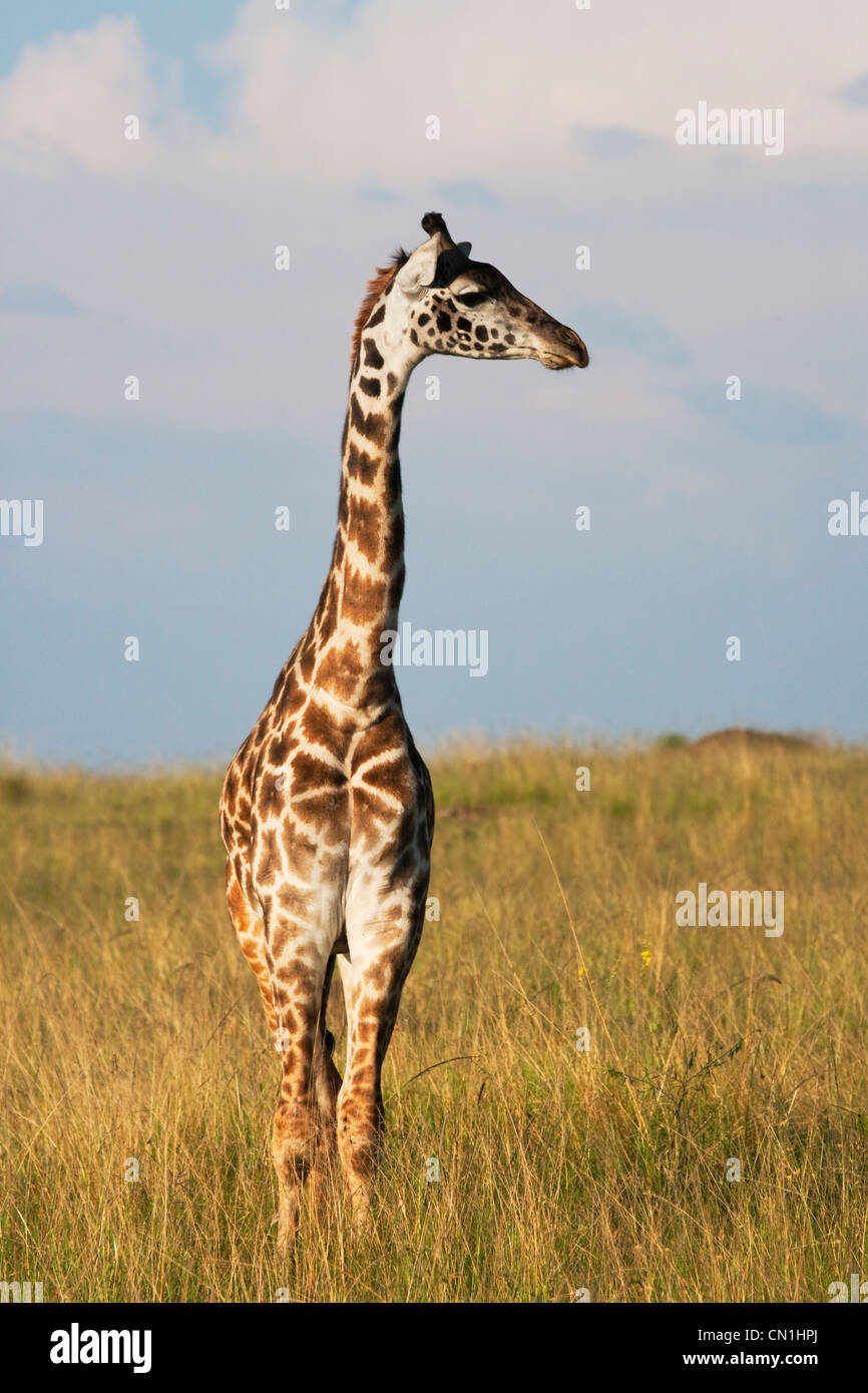 Sur la girafe savanah, Masai Mara National Reserve, Kenya Banque D'Images