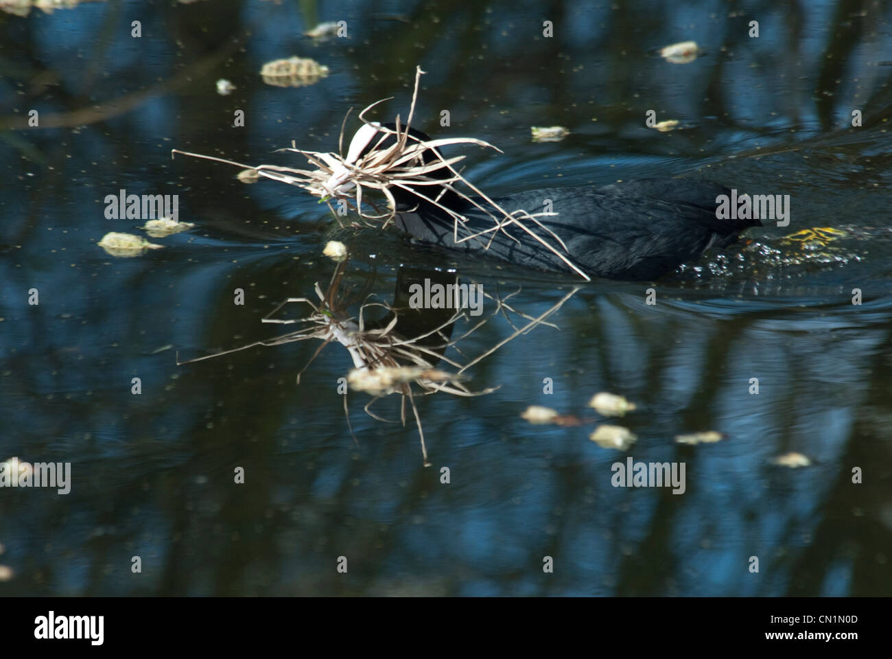 Foulque macroule (Fulica atra) la collecte des matériaux de nidification sur un étang Banque D'Images