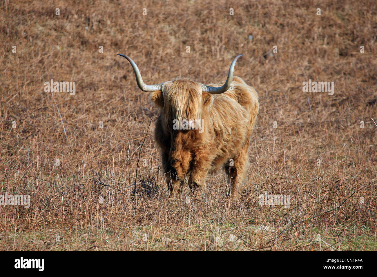 Highland vache dans un champ d'hiver en Ecosse Banque D'Images