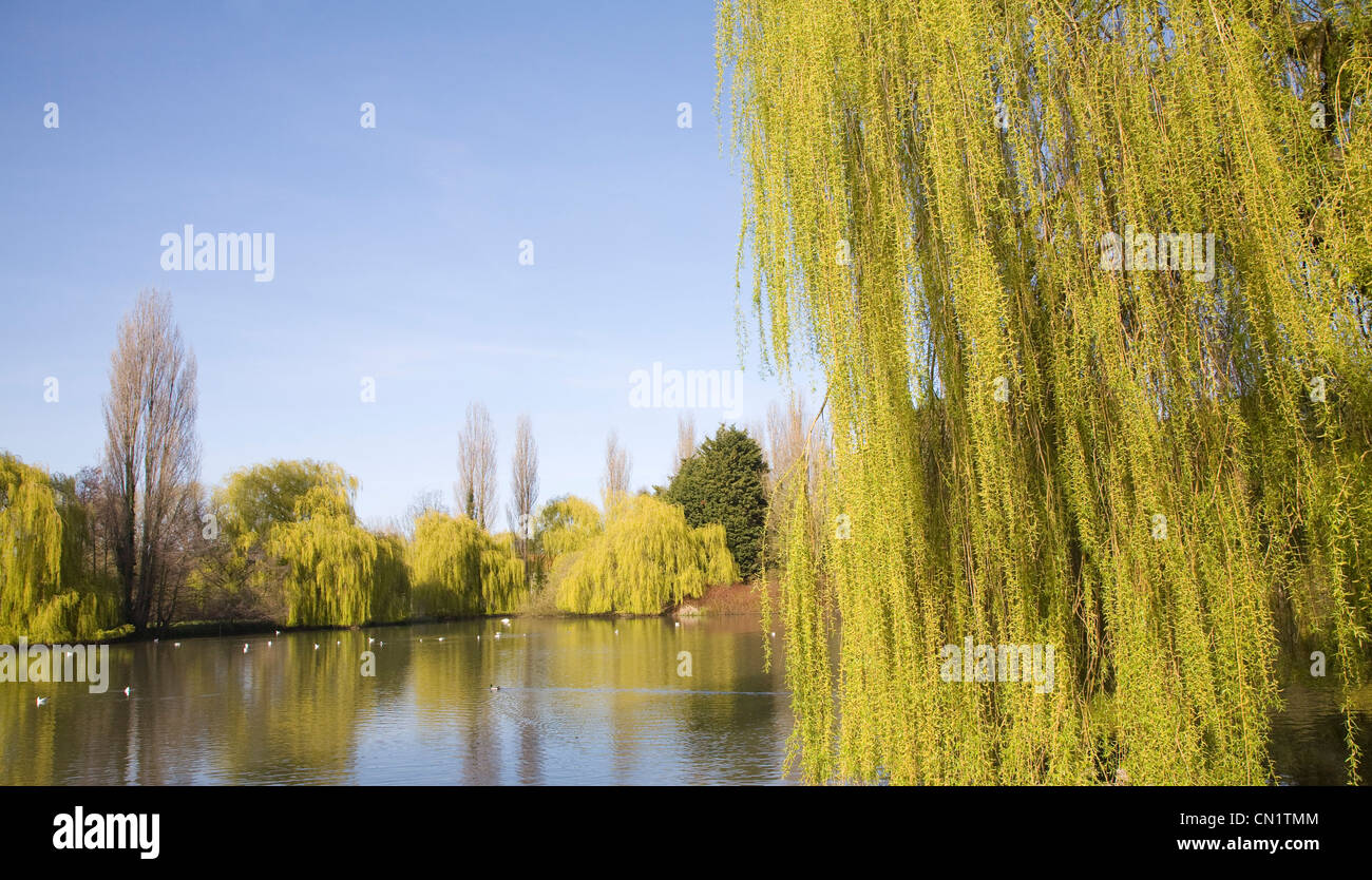 Canard étang bordé d'ornement au printemps par saule, Parc du Château, Colchester, Essex, Angleterre Banque D'Images