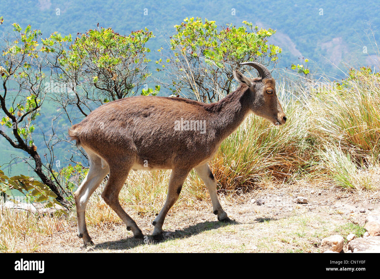 Nilgiri Tahr, Pâturage sur hill Banque D'Images