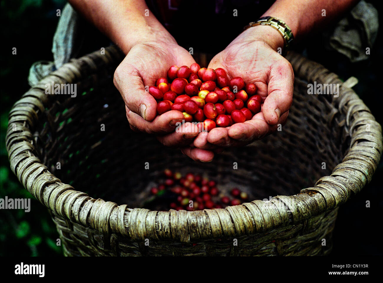 Un fermier montre les baies de café d'un panier Banque D'Images