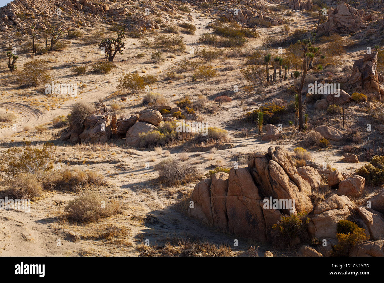 Paysage désertique du sud de la Californie Banque D'Images