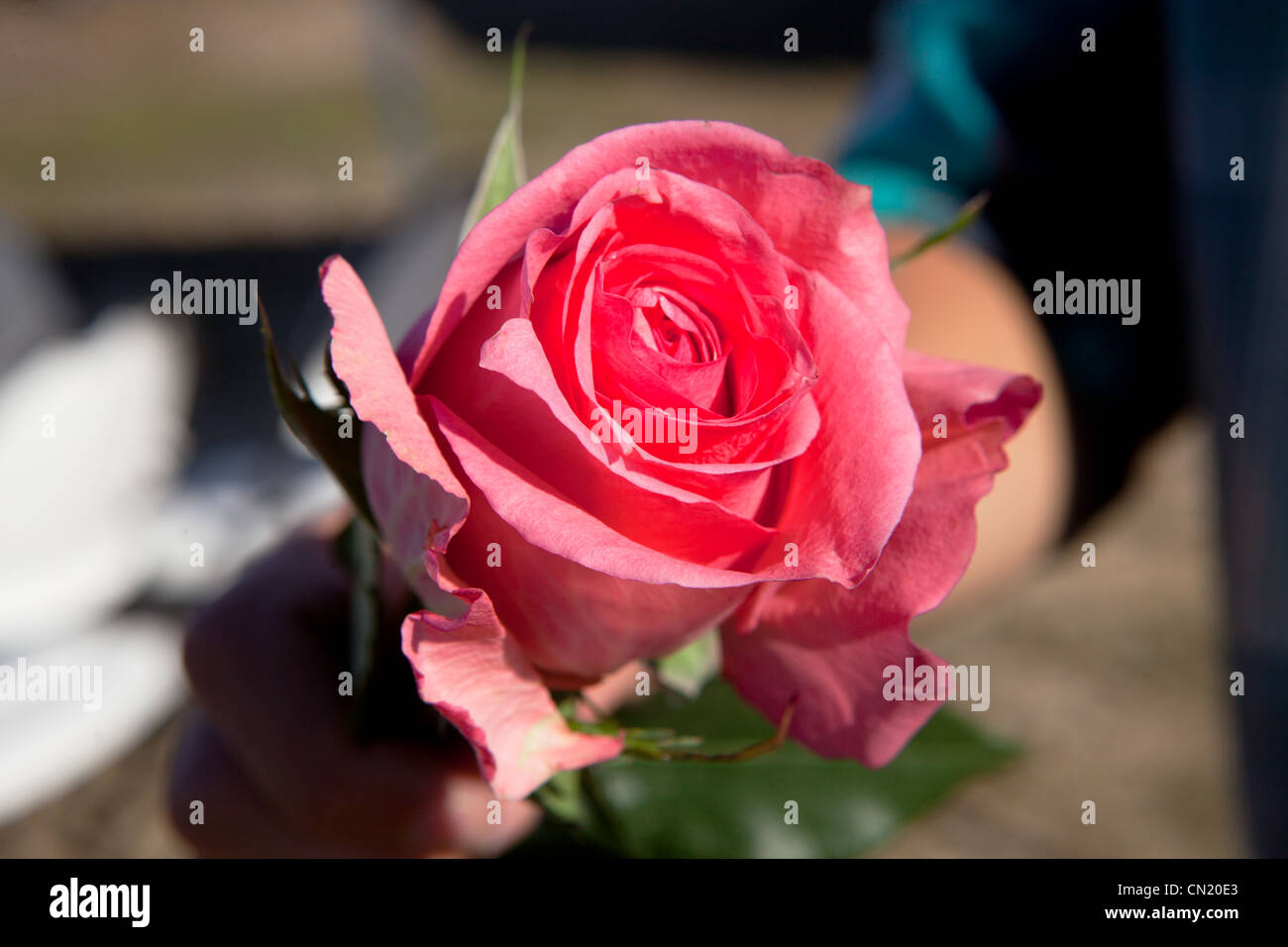 Une seule rose a occupé jusqu'à l'appareil photo Banque D'Images