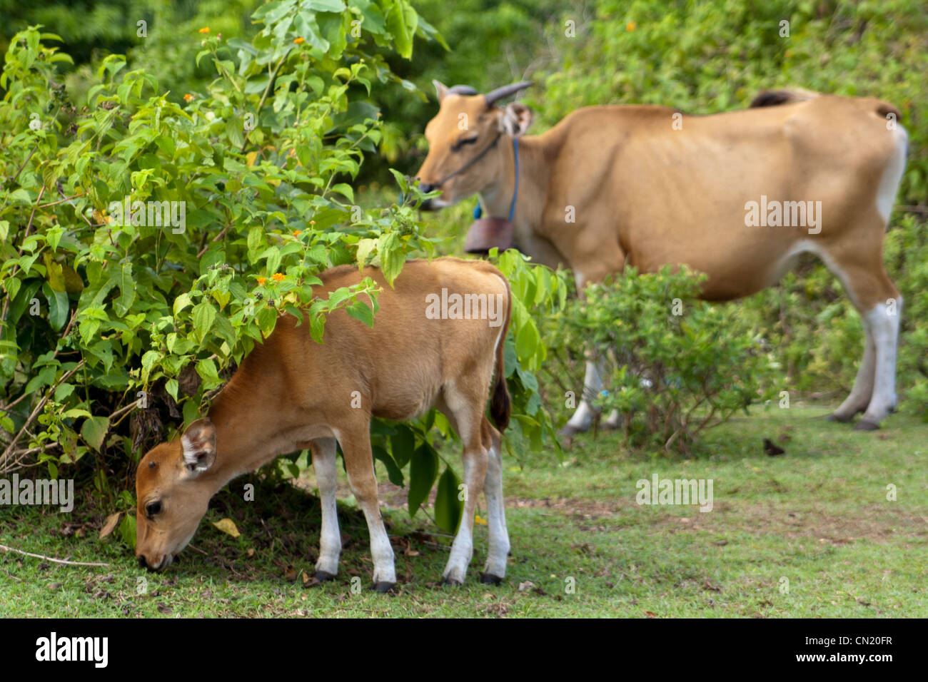 Veau et vache mère mange de l'herbe à gazon Banque D'Images