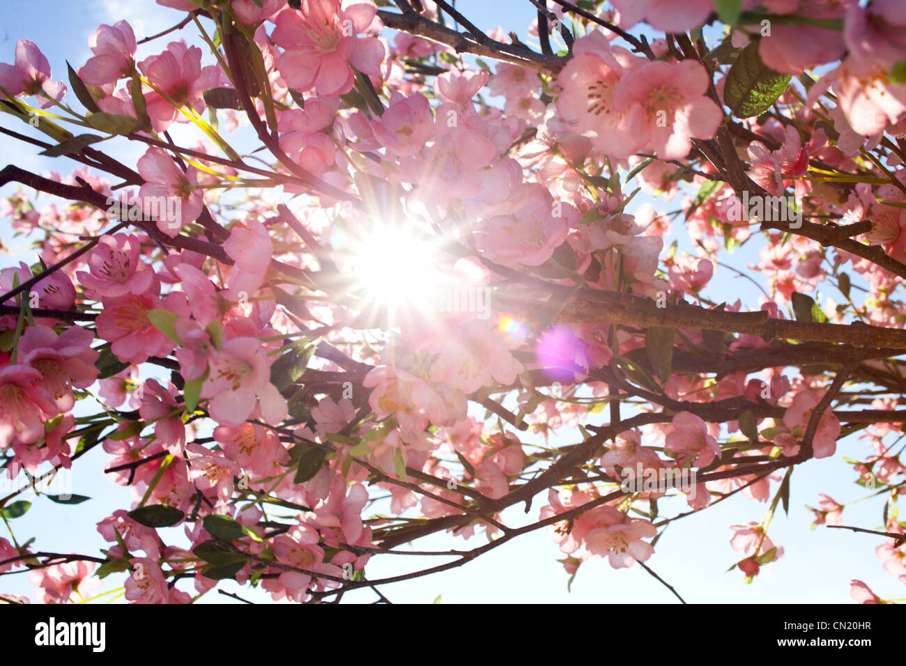 Cerisiers en fleur au soleil Banque D'Images