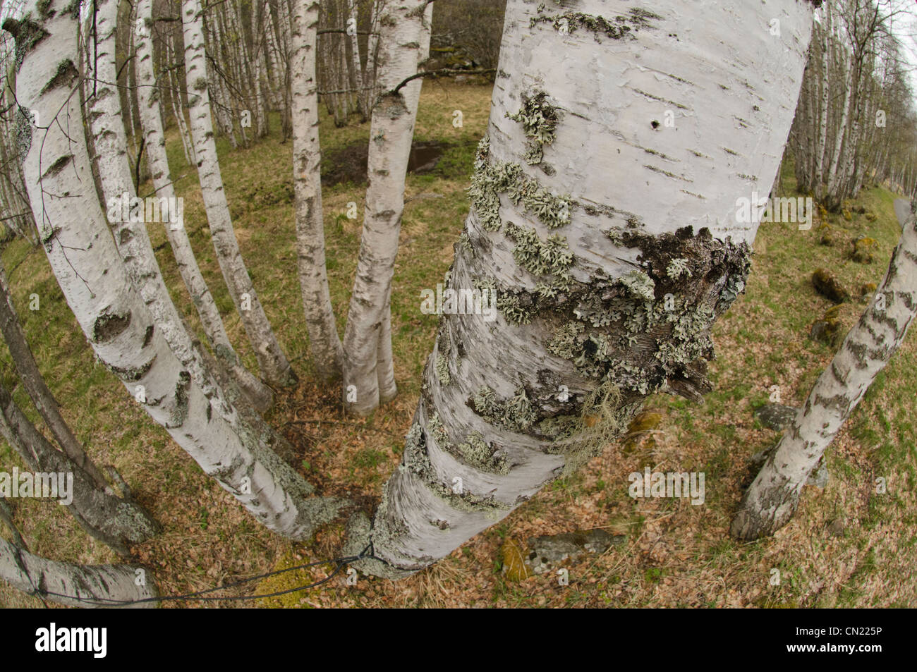 Les bouleaux (Betula verrucosa) au printemps, France Banque D'Images