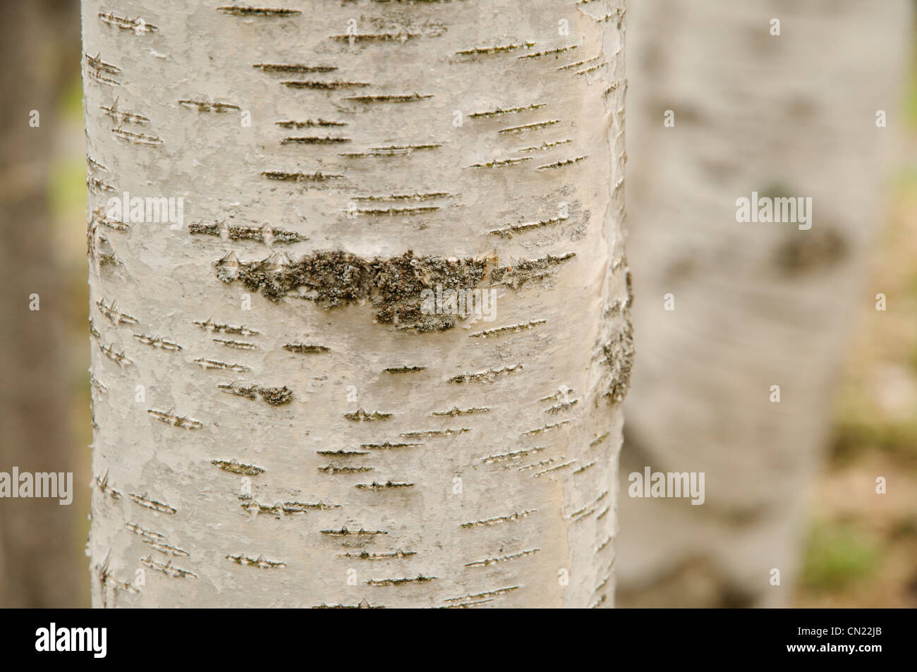 Les lichens qui poussent sur l'écorce des bouleaux (Betula verrucosa), France Banque D'Images