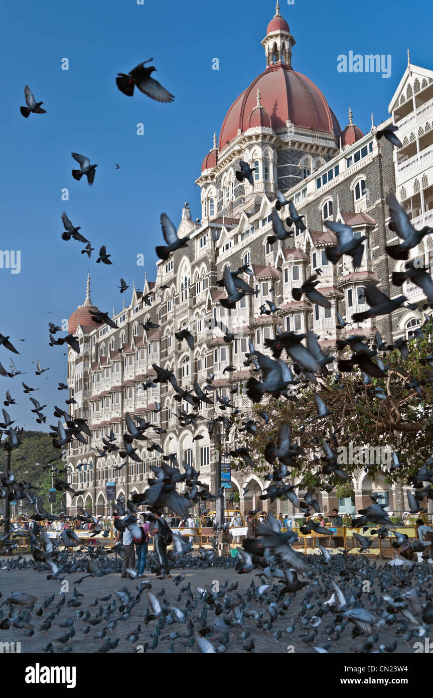 Les pigeons au Taj Mahal Palace Hotel Mumbai Bombay Inde Colaba Banque D'Images