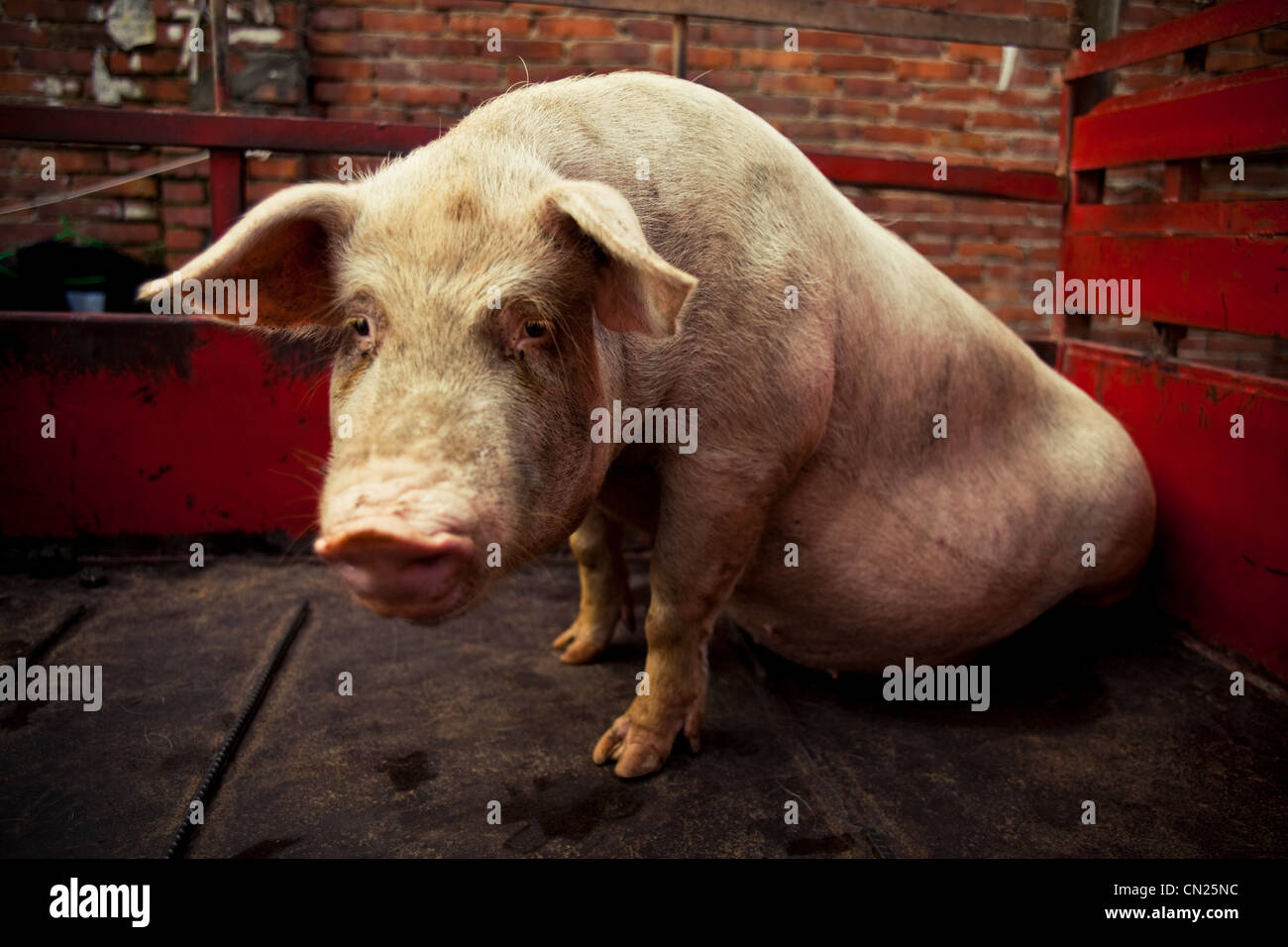 Cochon Banque D'Images