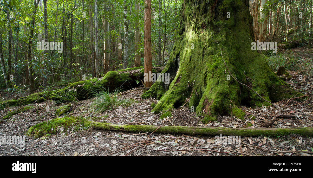 Barrington Tops, NSW. Banque D'Images