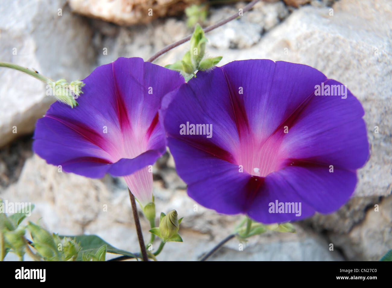 Convolvulus arvensis Banque D'Images