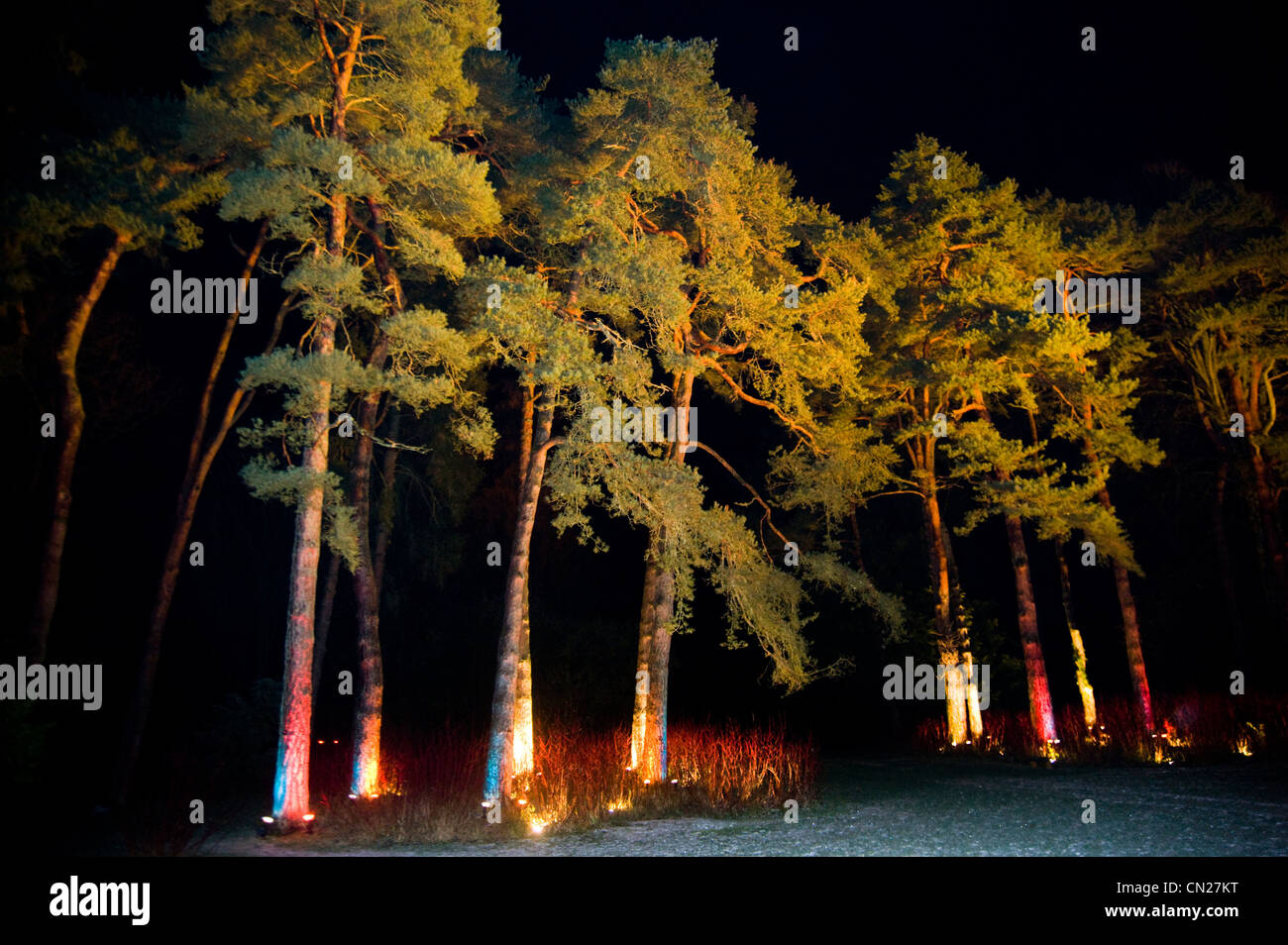 Les arbres illuminés de nuit Banque D'Images