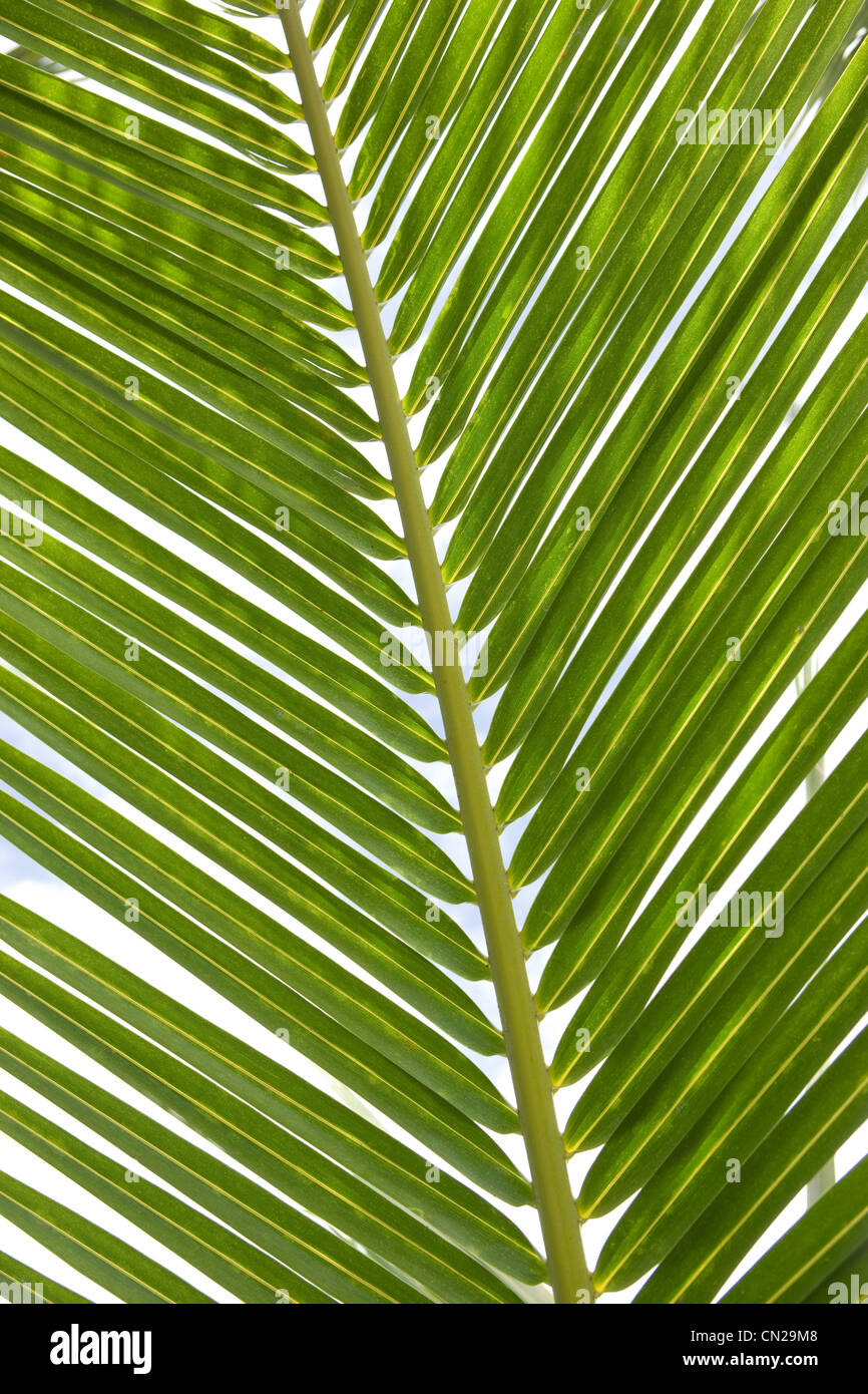 La feuille de palmier, Close up Banque D'Images