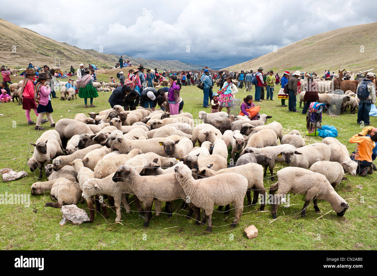 Pérou Cuzco, Vallée Sacrée des Incas, province, San Ilario, marché au bétail, troupeau de moutons dans un enclos Banque D'Images