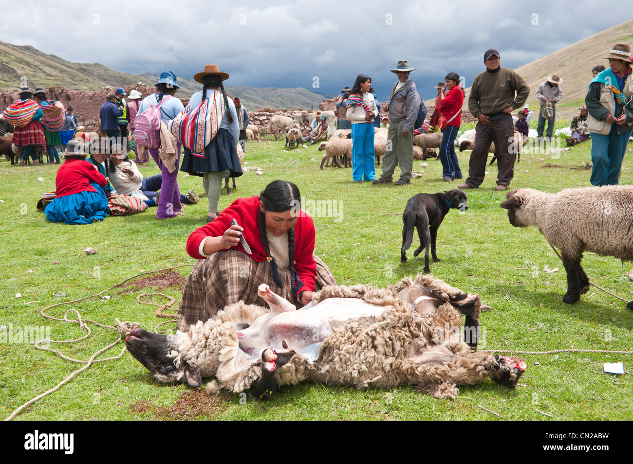 Pérou Cuzco, Vallée Sacrée des Incas, province, San Ilario, marché aux bestiaux, dépeçage d'un mouflon indiens Quechua Banque D'Images