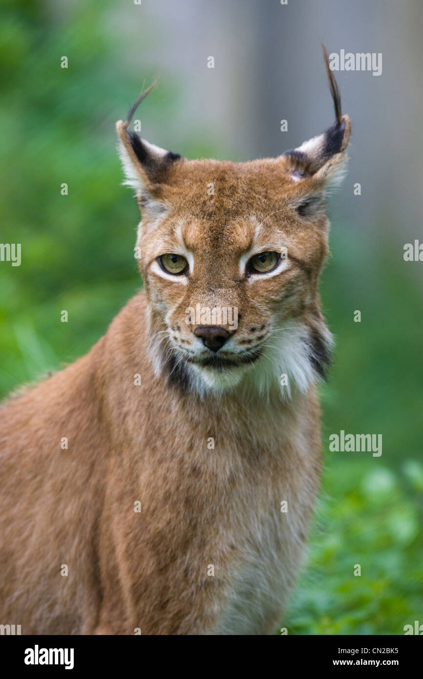 Lynx du Canada ou du Nord - Lynx Felis canadensis - portrait Banque D'Images
