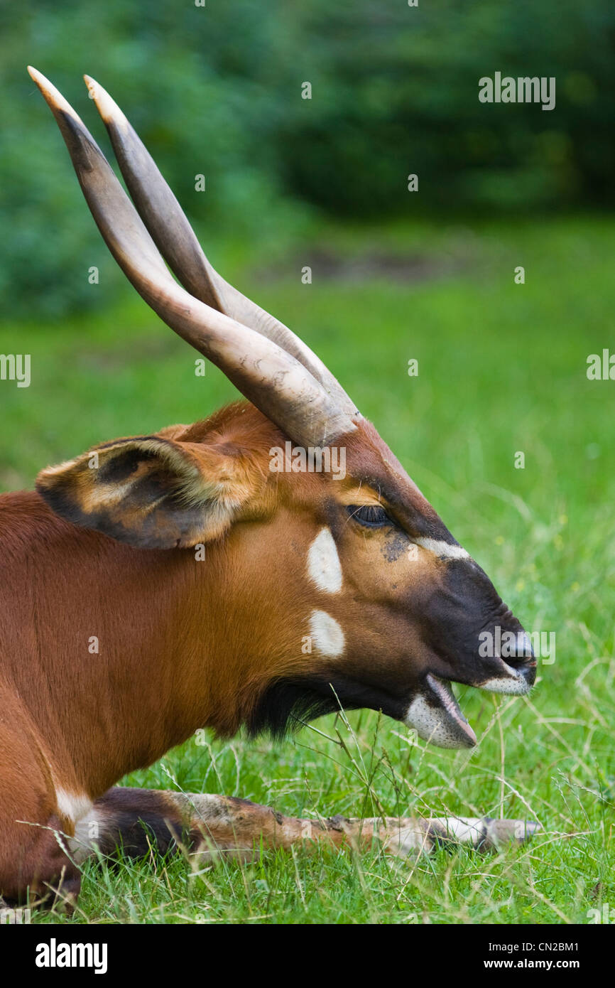 L'antilope Bongo Tragelaphus eurycerus - Banque D'Images