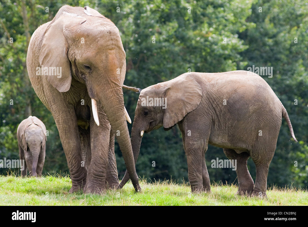 African Elephant - Loxodonta africana avec veau juvénile Banque D'Images