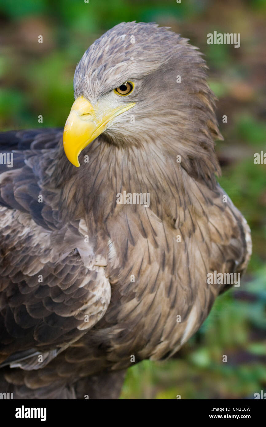 L'aigle de mer à queue blanche - Haliaeetus albicilla - portrait Banque D'Images