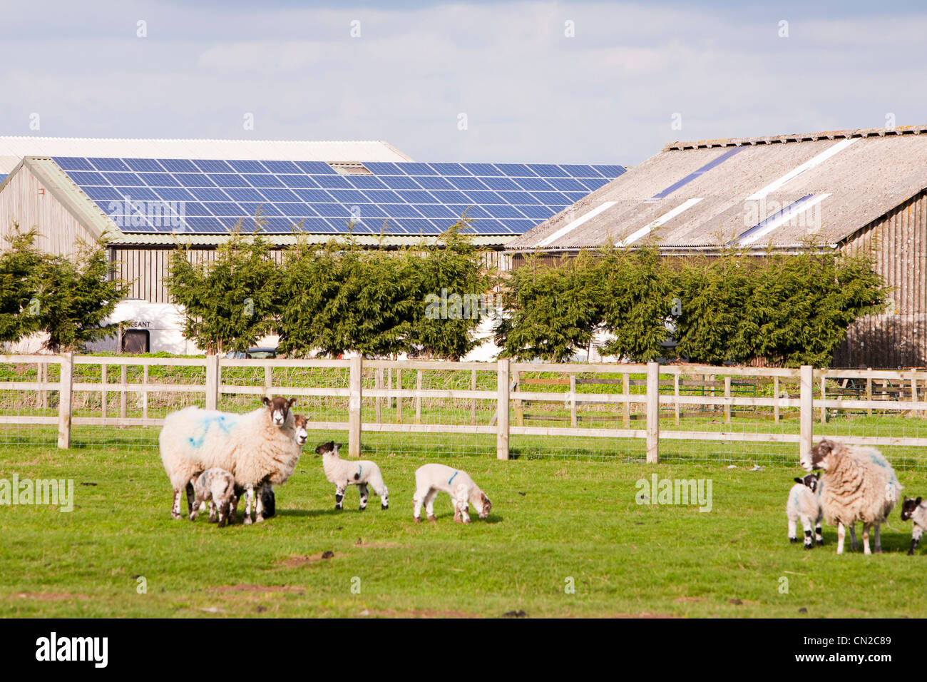Un panneau solaire de 35 Kw système sur un toit de grange sur une ferme dans le Leicestershire, UK avec des moutons et agneaux dans l'avant-plan. Banque D'Images