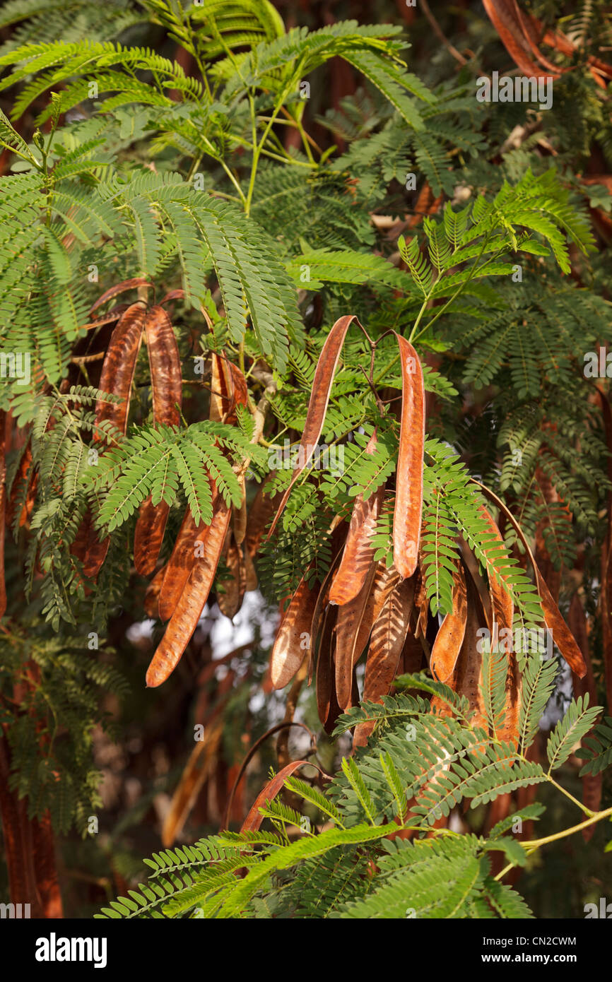 Gousses de Carob mûres, cératonia siiqua, sur un arbre, Chypre. Banque D'Images