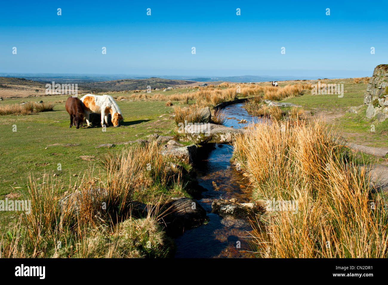 Poneys Dartmoor aux côtés de l'Sortridge Grimstone et moins sur le bord de Dartmoor Wester Devon Banque D'Images