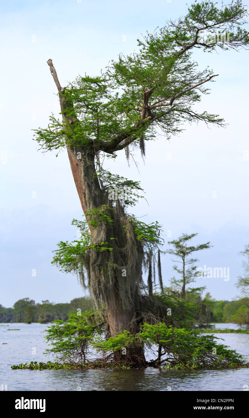 La mousse espagnole rideaux de cyprès chauve arbre dans le marécage Atchafalaya, Louisiane. Banque D'Images