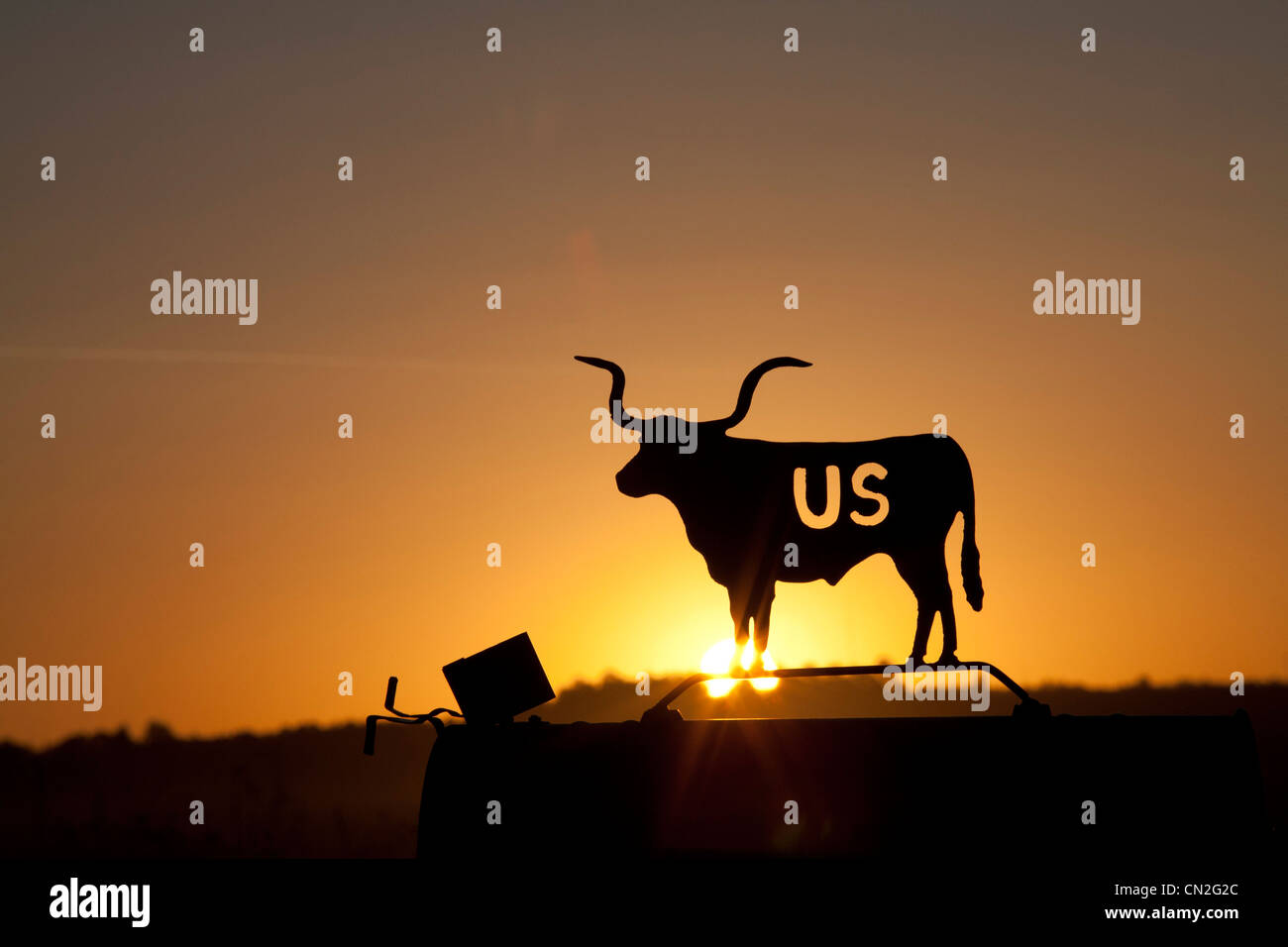 Vache Longhorn sur dans la boîte aux lettres au coucher du soleil Banque D'Images