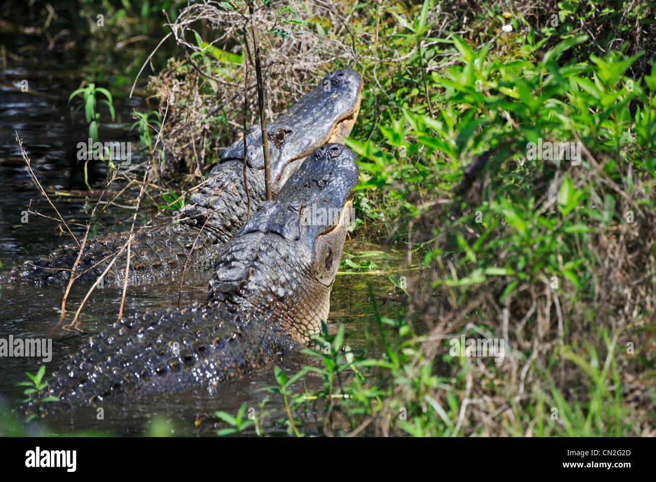 Les alligators américains, Alligator mississippiensis. Deux grands alligators dans la saison d'accouplement à Brazos Bend State Park, au Texas. Banque D'Images Les alligators américains, Alligator mississippiensis. Deux grands alligators dans la saison d'accouplement à Brazos Bend State Park, au Texas. Banque D'Images