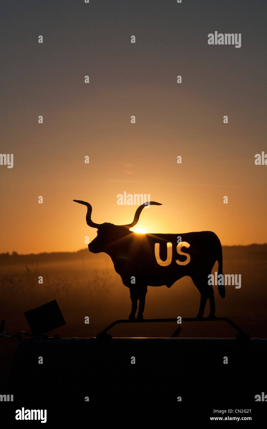 Vache Longhorn sur dans la boîte aux lettres au coucher du soleil Banque D'Images
