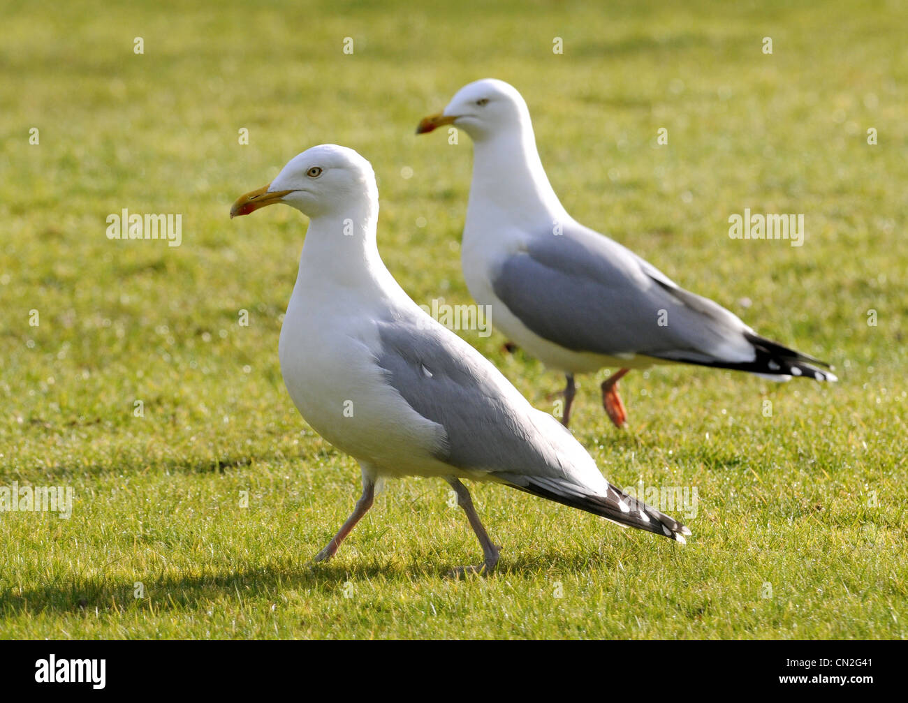 Mouettes Banque D'Images