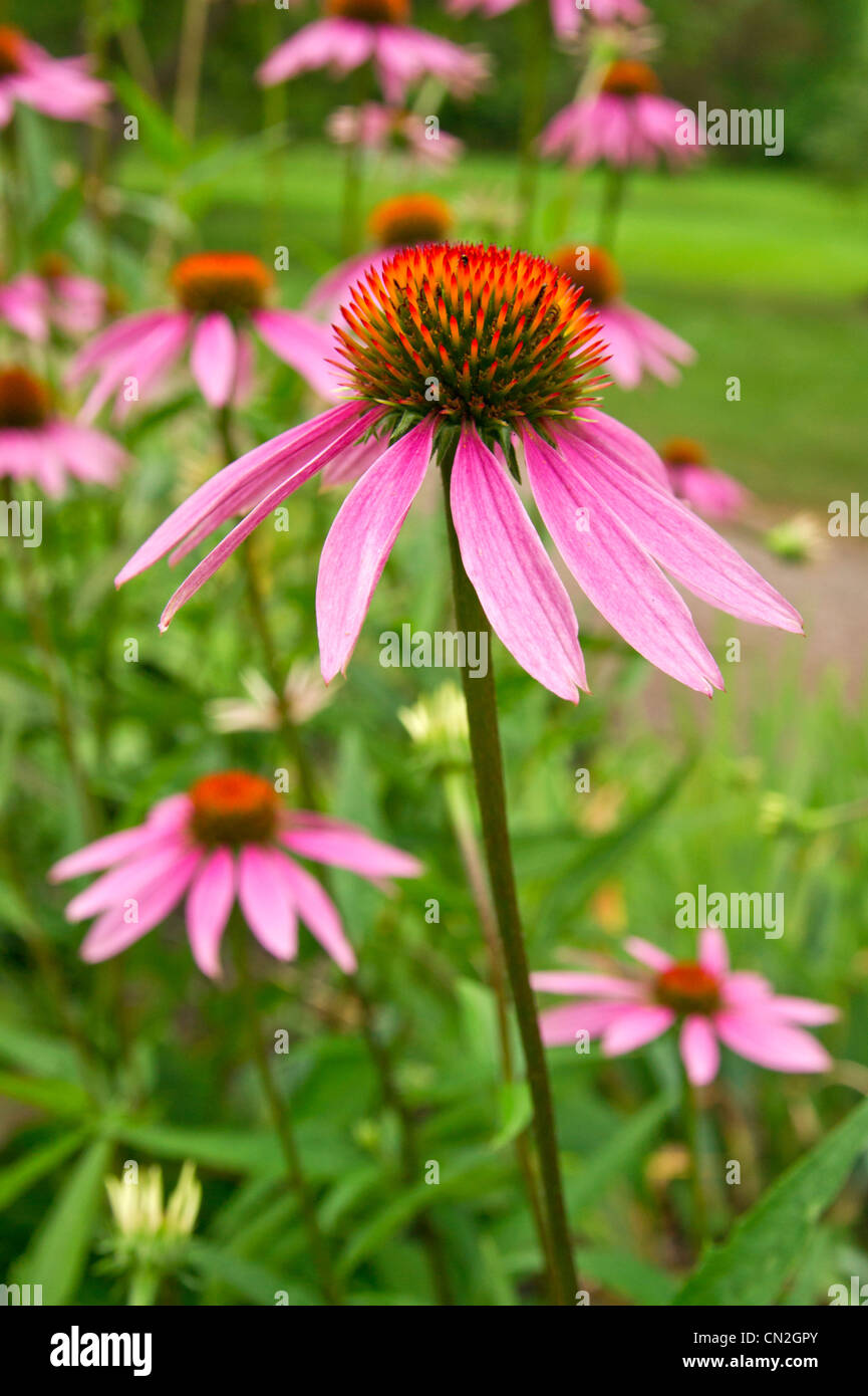 Echinacea purpurea fleurs Banque D'Images