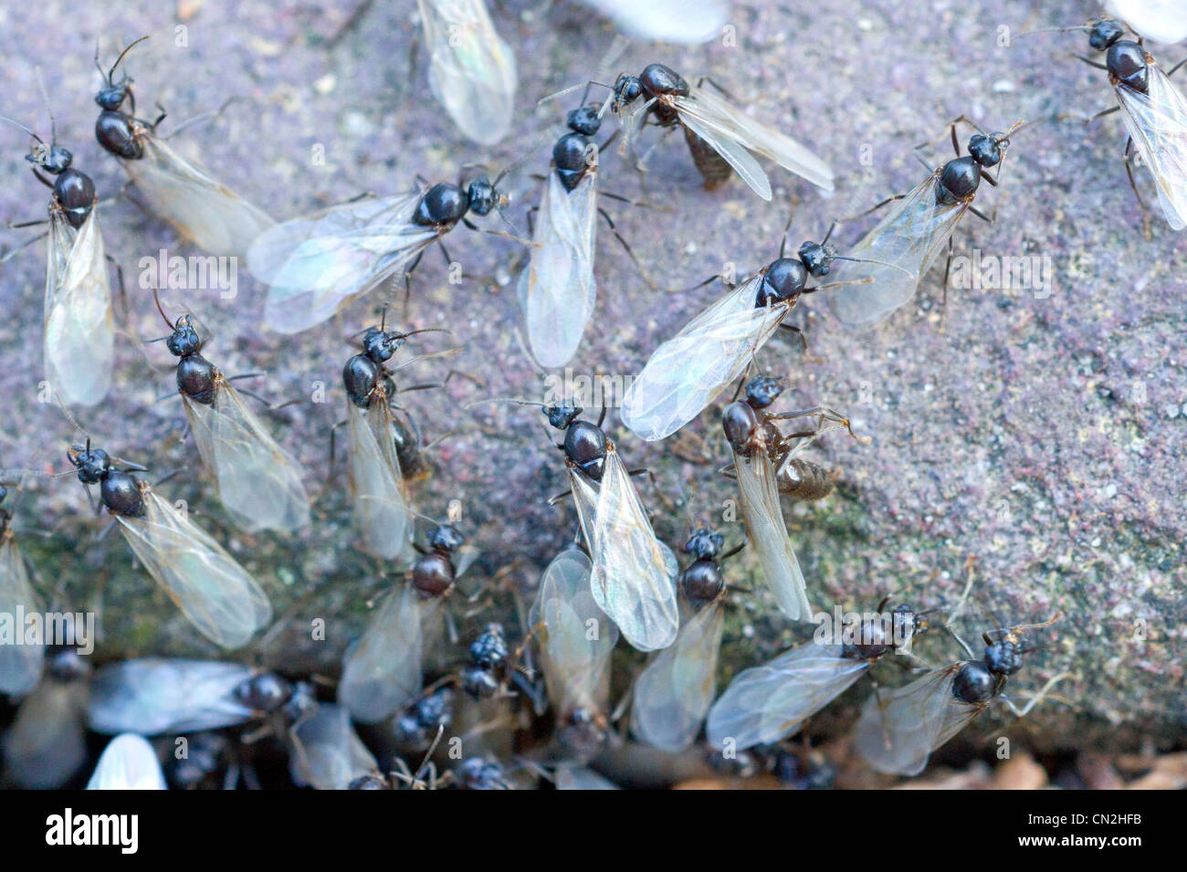 Fourmis Volantes Banque D Image Et Photos Alamy