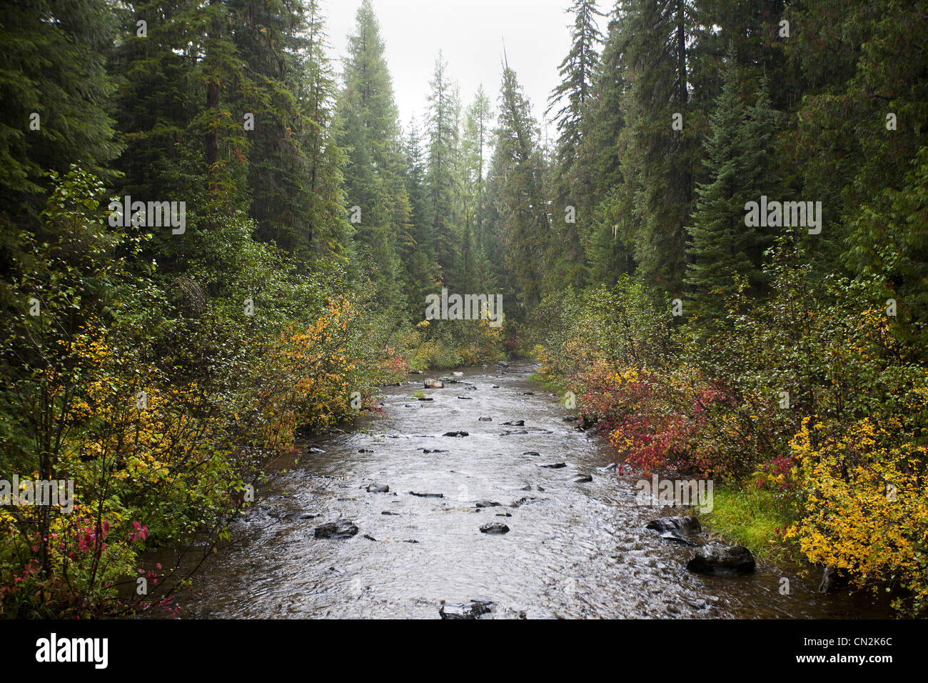 Misty River in Forest, Montana, USA Banque D'Images