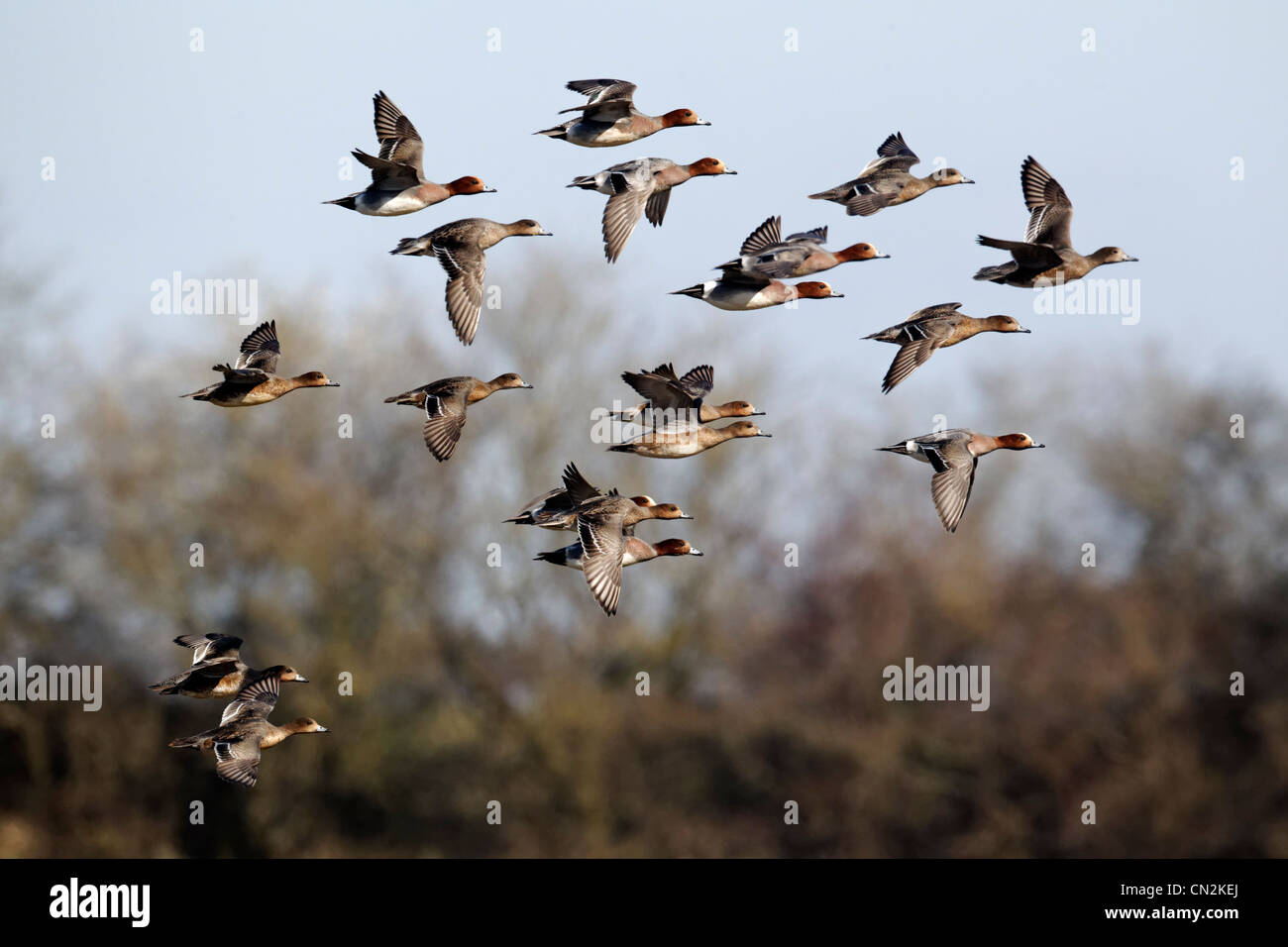 Siffleur, l'Anas penelope, groupe d'oiseaux en vol, Gloucestershire, Mars 2012 Banque D'Images